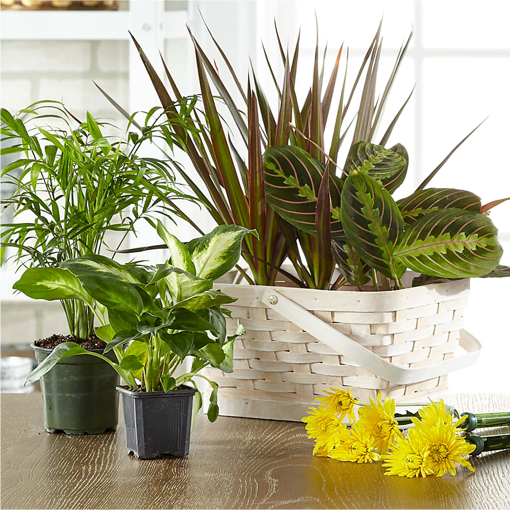 Florist Designed Blooming and Green Plants in a Basket – Bloom Balloon Llc, Newark DE
