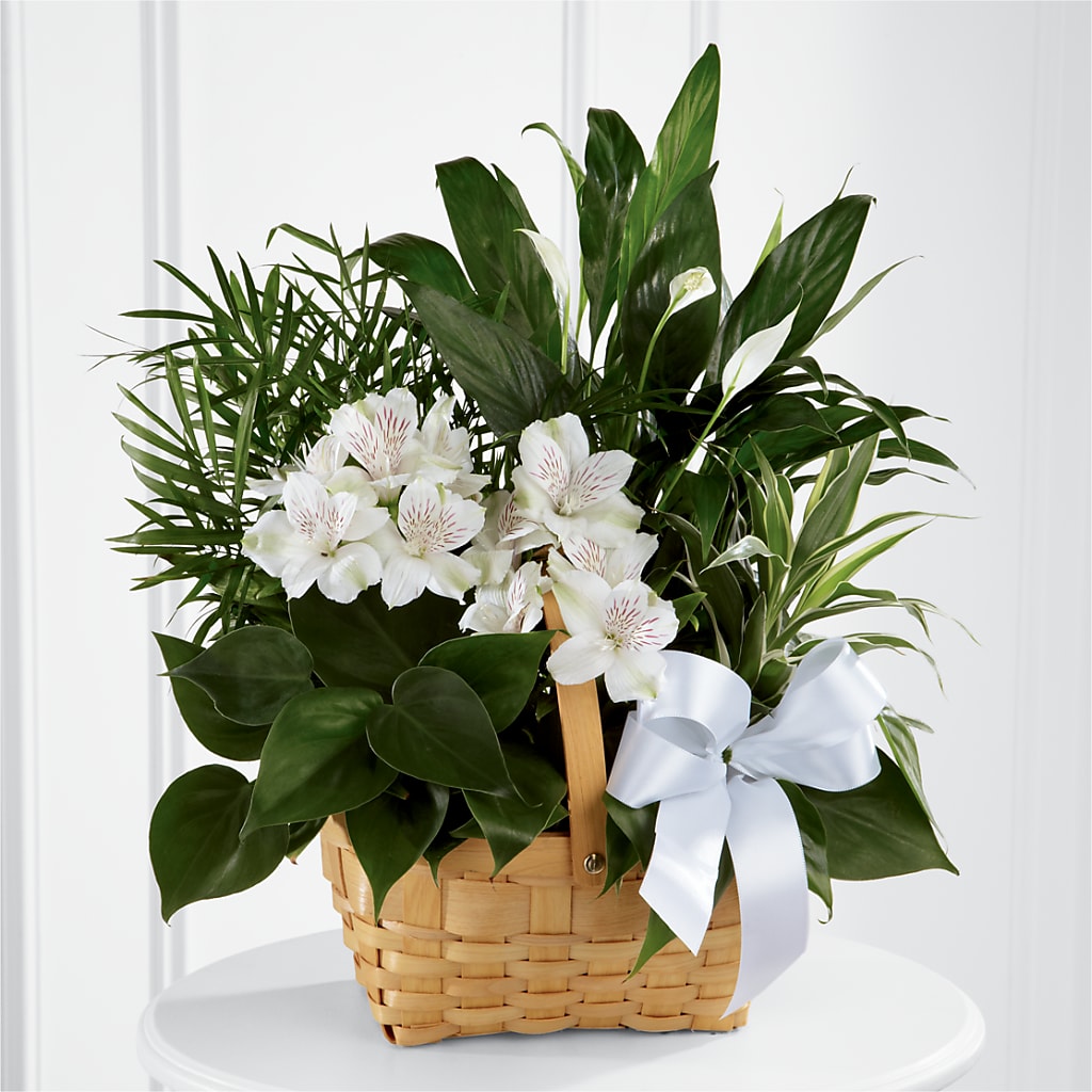 Peace & Serenity Dishgarden – Bloom Balloon Llc, Newark DE