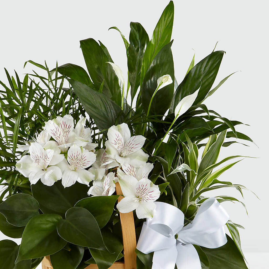 Peace & Serenity Dishgarden – Bloom Balloon Llc, Newark DE