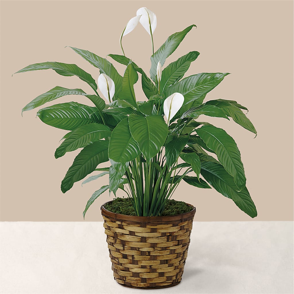 Tranquil Moments Peace Lily Plant – Bloom Balloon Llc, Newark DE