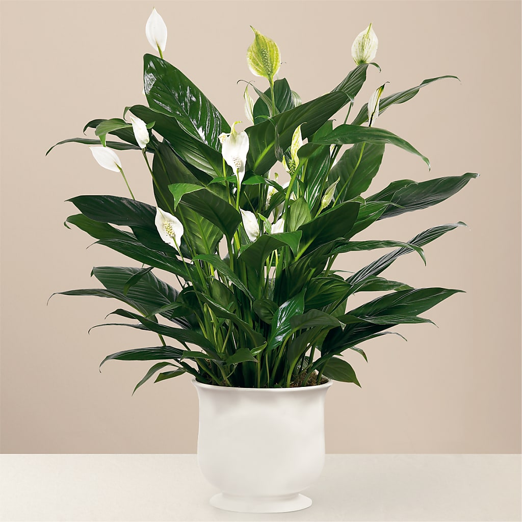 Comfort Planter – Bloom Balloon Llc, Newark DE