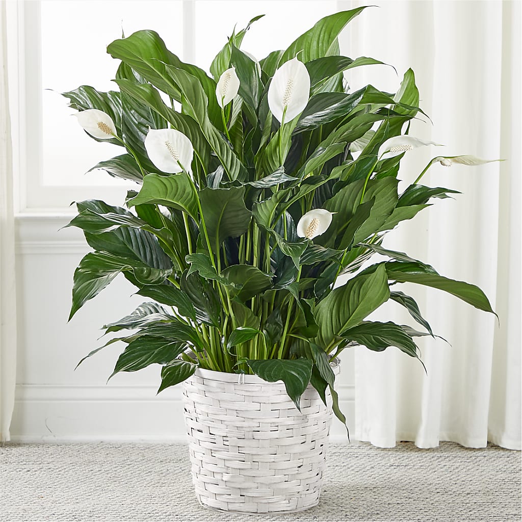 A New Leaf Peace Lily – Bloom Balloon Llc, Newark DE