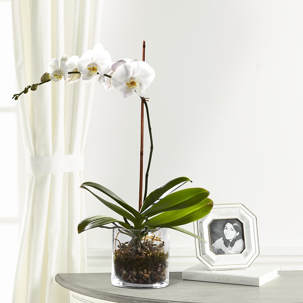 White Orchid Planter – Bloom Balloon Llc, Newark DE