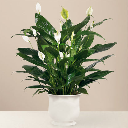 Comfort Planter –  Bloom Balloon Llc, Newark DE