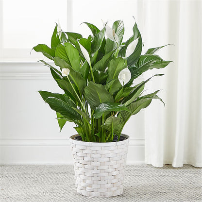 A New Leaf Peace Lily –  Bloom Balloon Llc, Newark DE