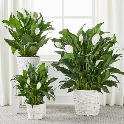 A New Leaf Peace Lily –  Bloom Balloon Llc, Newark DE