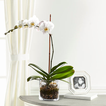 White Orchid Planter –  Bloom Balloon Llc, Newark DE